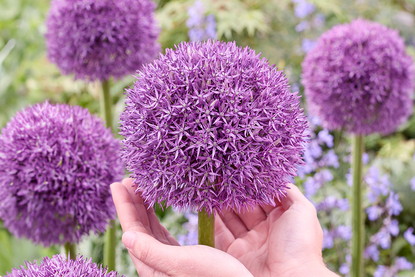 alliums