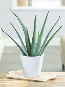 Aloe vera