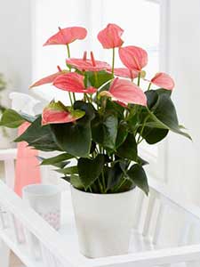 Anthurium