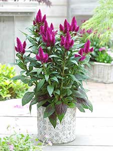 Celosia