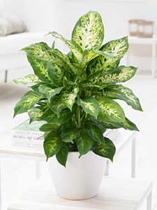 Dieffenbachia