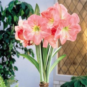 Amaryllis Hercules 22/24