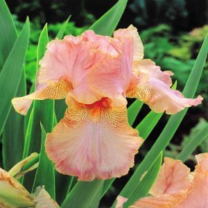 Iris germanica rose saumon