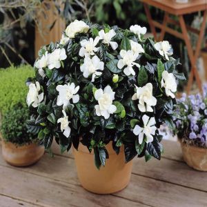 Gardenia Jasminoïdes