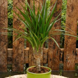 Dracaena Marginata