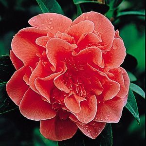 Camellia japonica rouge