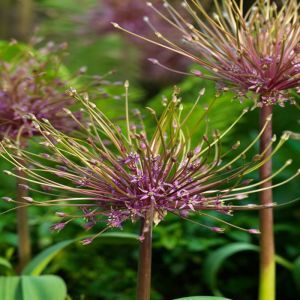 Allium schubertii x 5