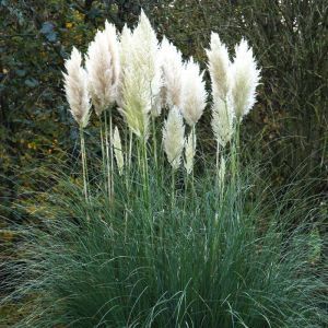 Cortaderia Selloana / Herbe des Pampas