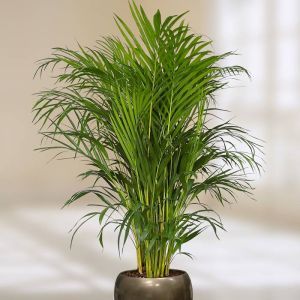 Areca palm