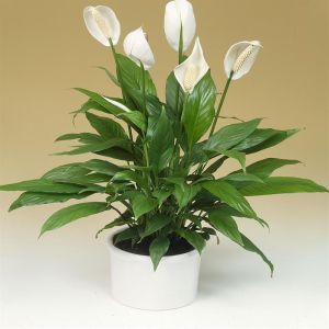 Spathiphyllum Chopin /Fleur de Lune 9cm