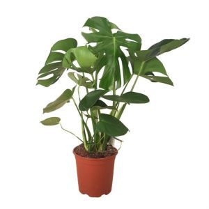 Monstera deliciosa