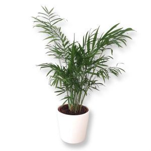 Palm Chamaedorea elegance 17 cm