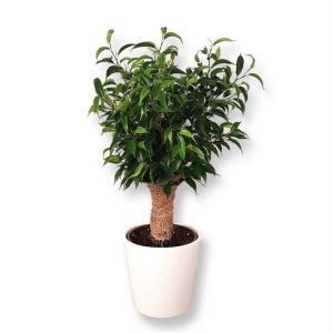 Ficus Natasja Jute