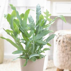 Phlebodium aureum Blue Star