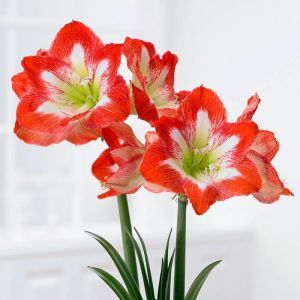 Amaryllis Minerva 24/26