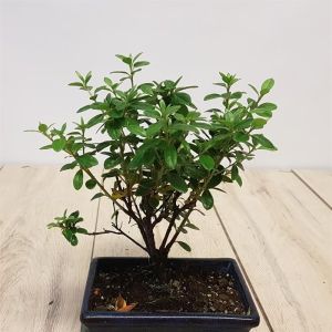 Bonsai Azalea v2