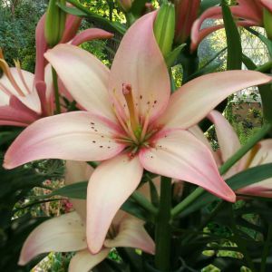 Lilium sans pollen Free Easy Waltz