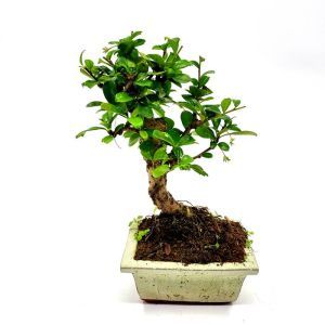 Bonsai Carmona Broom 12 cm pot