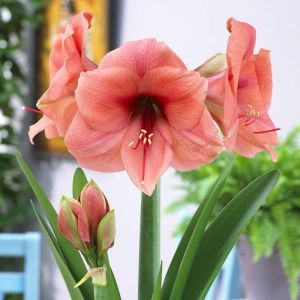 Amaryllis Bouquet 24/26