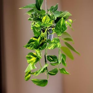 Epipremnum pinnatum hangbasket