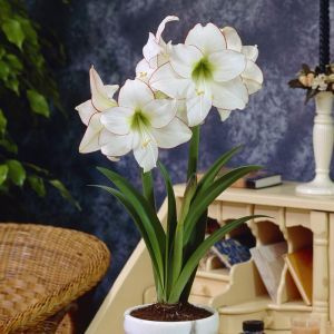 Amaryllis Picotee 26/28