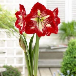 Amaryllis Mega Star 26/28