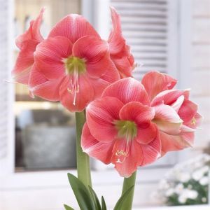 Amaryllis Rosalie 24/26