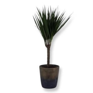 Dracaena Marginata