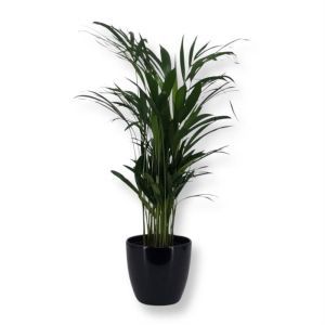 Areca palm