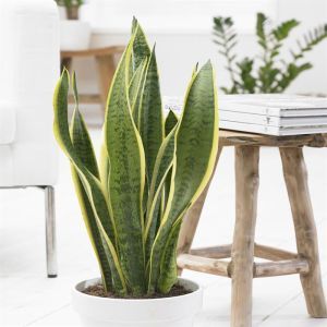 Sansevieria trifasciata Futura Superba