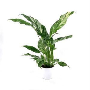 Spathiphyllum Diamond