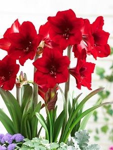 Amaryllis