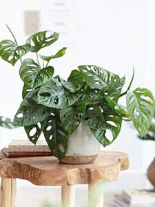 Monstera