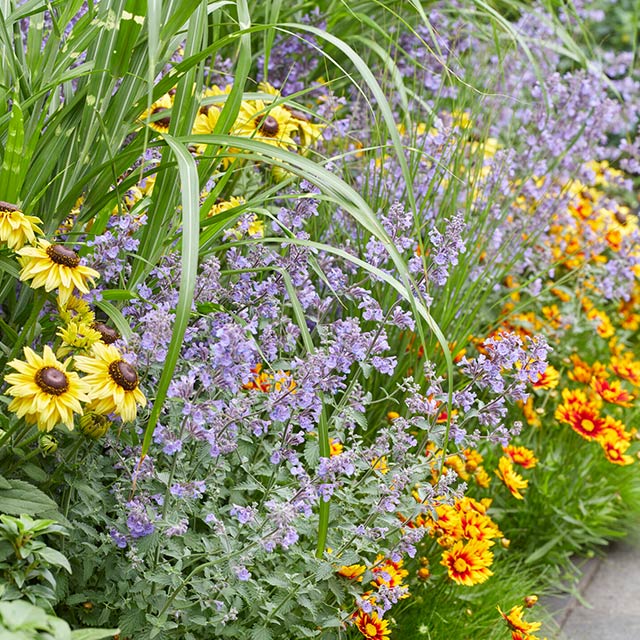 plantes de jardin vivaces