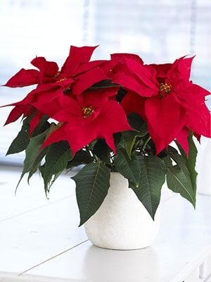 Poinsettia