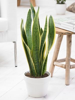 Sanseveria