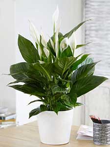 Spathiphyllum