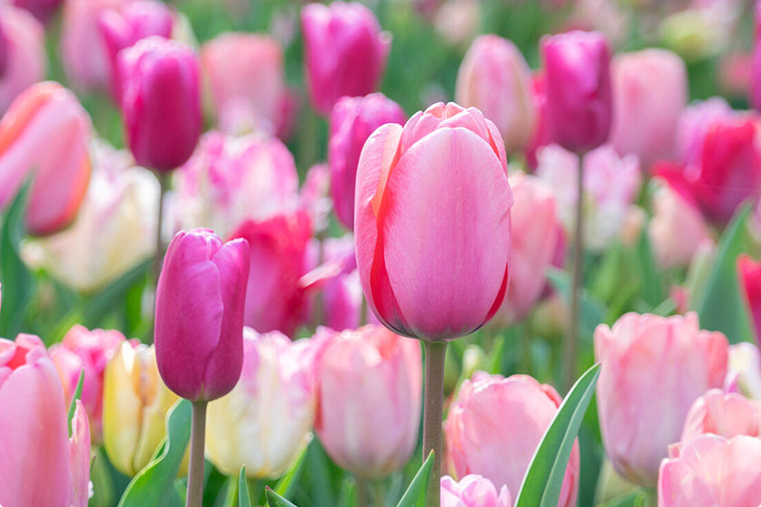 tulipa