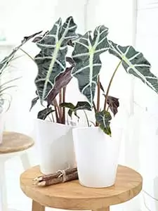 Alocasia