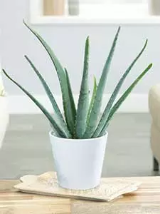 Aloe vera