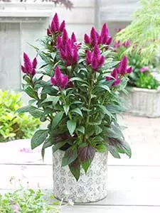 Celosia