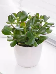 Crassula