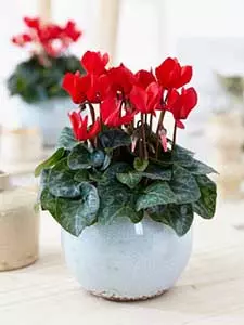 Cyclamen