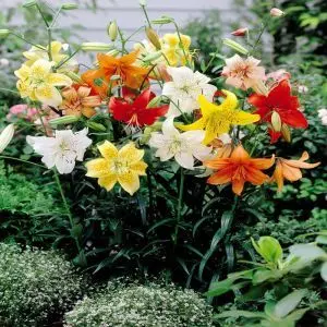 Lilium Tigrinum 'Tiger Mix'