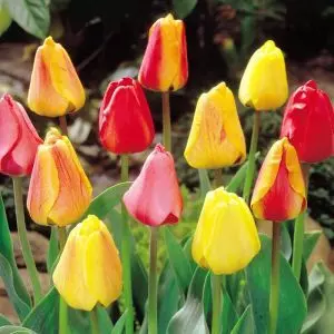 Tulipe Darwin Hybride Mixte x 50