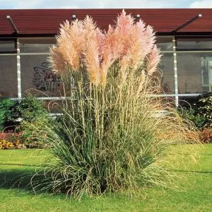 Cortaderia/ Herbe des Pampas rose