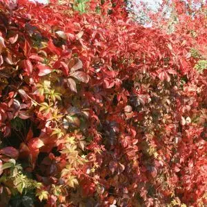 Parthenocissus veitchii/Vigne Vierge