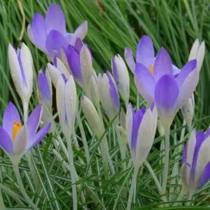 Crocus Tommasinianus Lilac Beauty x 20