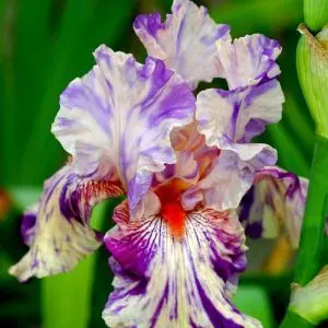 Iris germanica Peach Jam