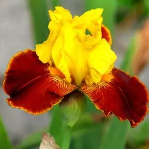 Iris barbatus All That Jazz